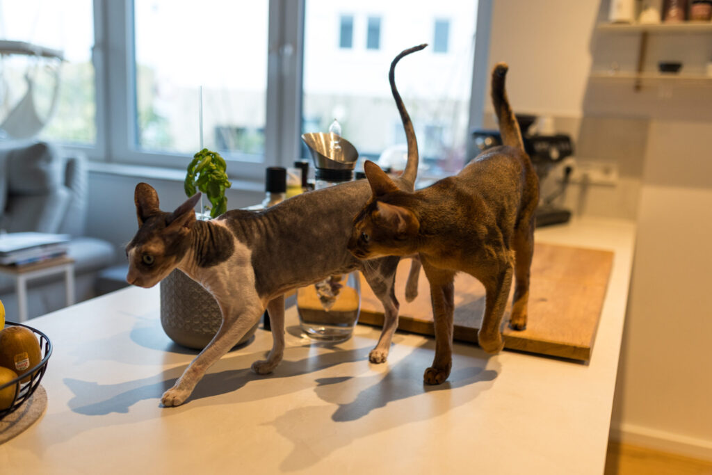 Elegante Integration von Katzenbereich in moderne Küche Bonn